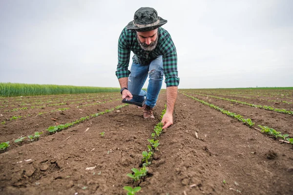 Agricultor Usando Tableta Digital Mientras Está Pie Creciente Campo Soja — Foto de Stock