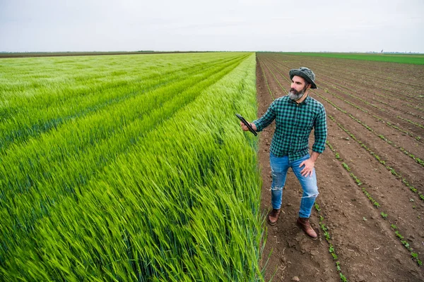 Agricultor Usando Tableta Digital Mientras Mira Campo Trigo Crecimiento — Foto de Stock