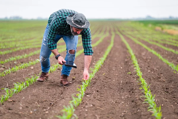 Mezőgazdasági Termelő Digitális Táblagépet Használ Miközben Növekvő Kukoricamezőjén Áll — Stock Fotó