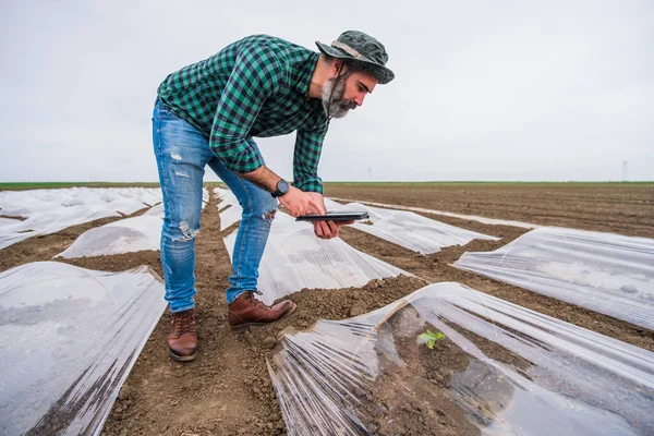 Marul tarlasında dikilirken dijital tablet kullanan çiftçi.