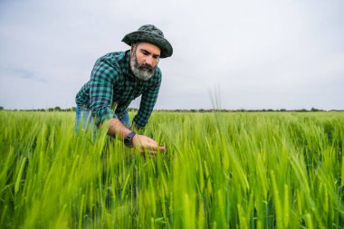 Çiftçi buğday tarlasında duruyor..
