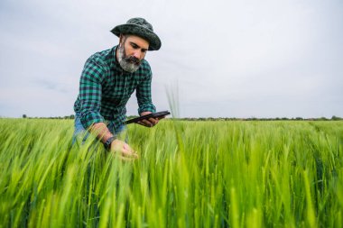 Büyüyen buğday tarlasında dikilirken dijital tablet kullanan çiftçi.