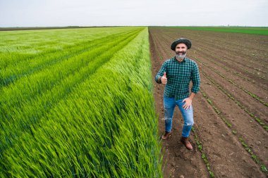 Büyüyen buğday tarlasının yanında dikilen mutlu çiftçi..