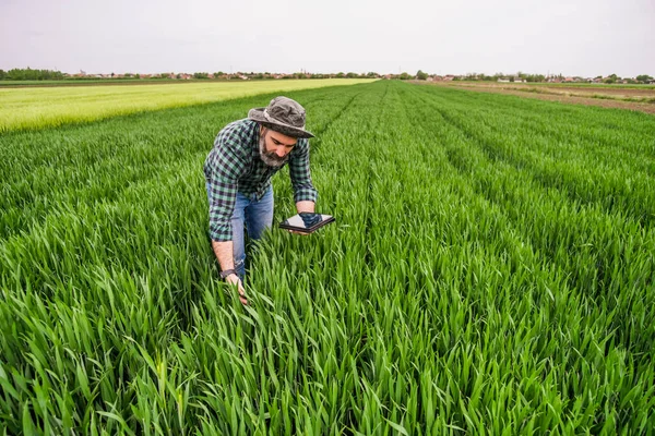 Agricultor Usando Tableta Digital Mientras Está Pie Campo Trigo Crecimiento — Foto de Stock