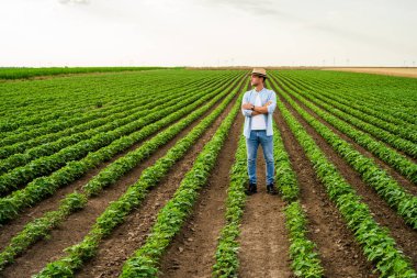 Çiftçi büyüyen soya tarlasında duruyor..
