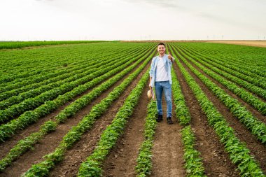 Mutlu çiftçi büyüyen soya fasulyesi tarlasında duruyor ve başparmağını gösteriyor..