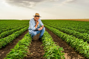 Çiftçi, büyüyen soya tarlasında vakit geçirirken notlar yazıyor..