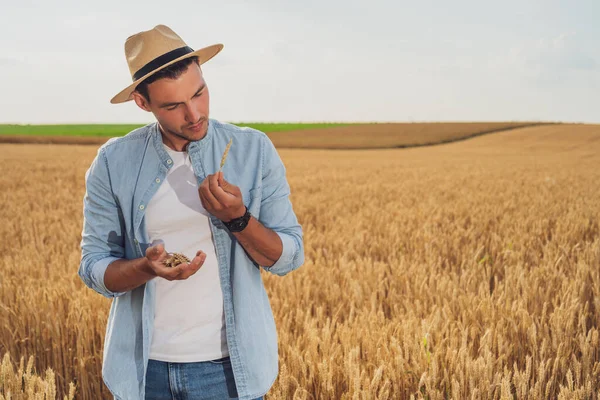 Agricultor Está Seu Campo Trigo Crescimento Examinando Culturas Após Semeadura — Fotografia de Stock