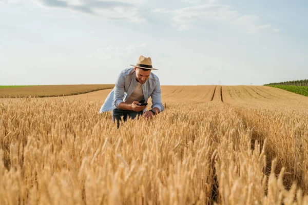 Agricultor Usando Teléfono Móvil Mientras Está Pie Campo Trigo Crecimiento — Foto de Stock