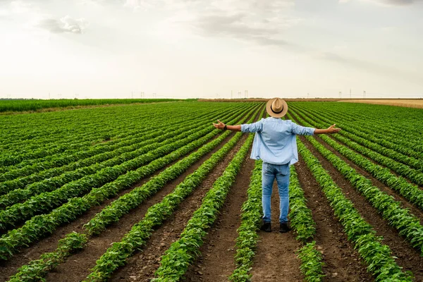 Feliz Granjero Con Los Brazos Extendidos Pie Creciente Campo Soja — Foto de Stock