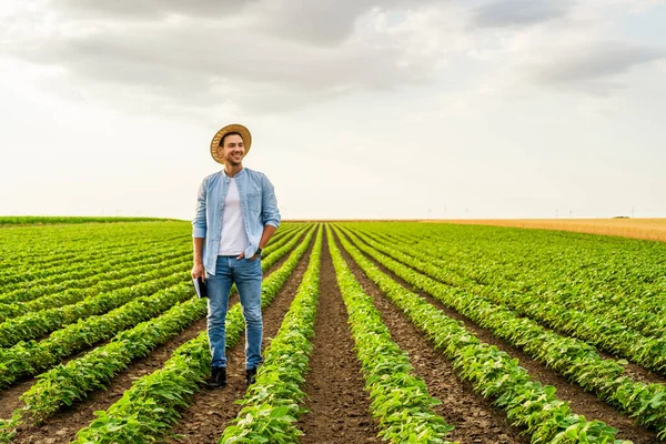 Happy farmer is standing in his growing  soybean field.