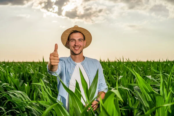 Happy farmer showing thumb up while   standing in his growing corn field.
