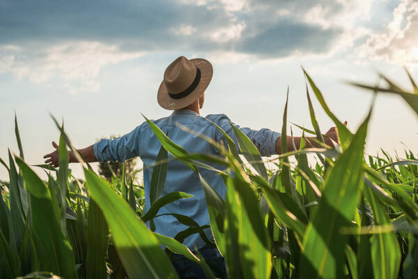 Farmer with arms outstretched standing in his growing  corn field.
