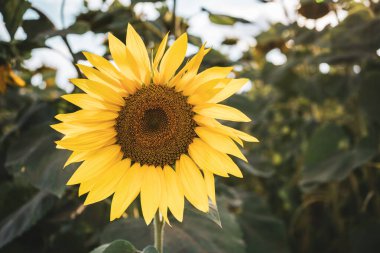 Güzel bir ayçiçeğinin yakın görüntüsü.