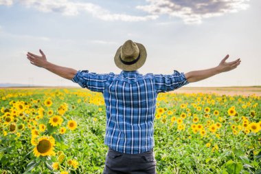 Ayçiçeği tarlasında kollarını açmış mutlu bir çiftçi..