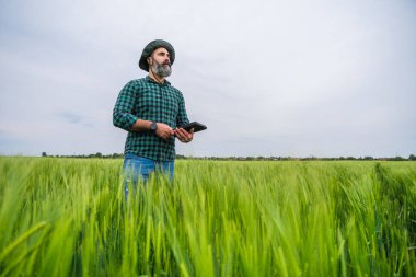 Büyüyen buğday tarlasında dikilirken dijital tablet kullanan çiftçi.