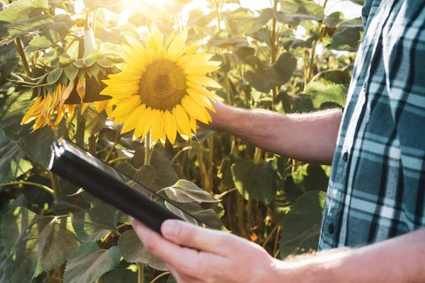 Farmer Digitális Táblagépet Használ Miközben Napraforgómezején Áll — Stock Fotó