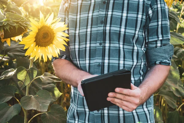 Farmer Using Digital Tablet While Standing His Sunflower Field — Fotografia de Stock