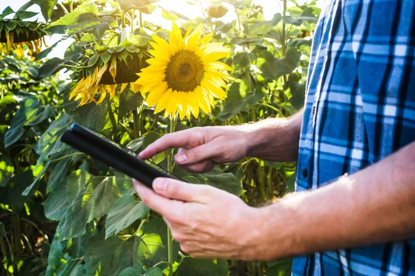 Farmer Digitális Táblagépet Használ Miközben Napraforgómezején Áll — Stock Fotó