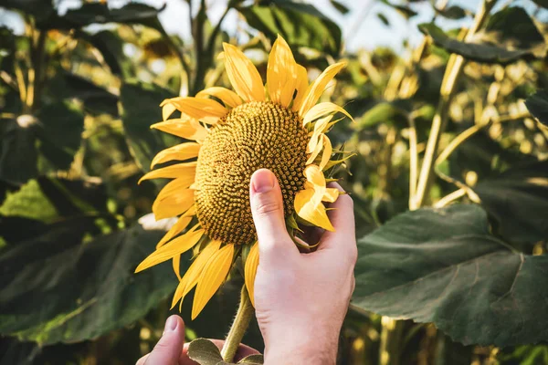 Farmer Holding Examining Beautiful Sunflower His Growing Field — Φωτογραφία Αρχείου