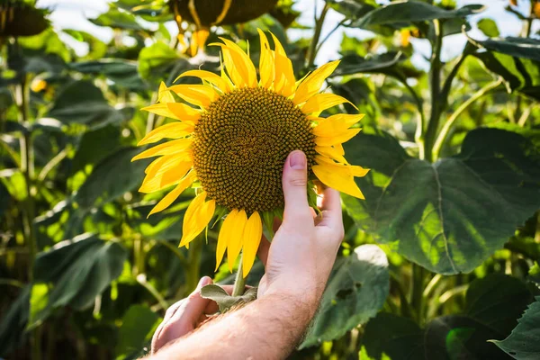 Farmer Holding Examining Beautiful Sunflower His Growing Field — Φωτογραφία Αρχείου