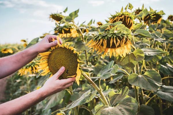 Farmer Examining Withered Sunflowers His Farm — Φωτογραφία Αρχείου