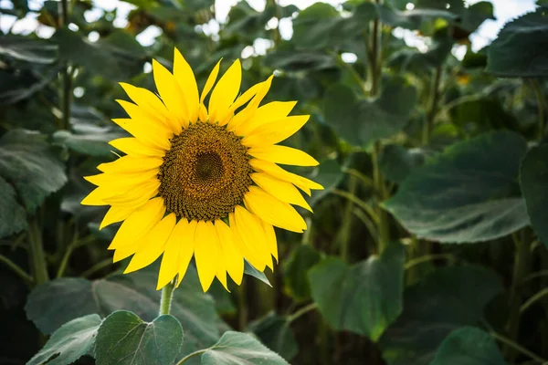 Close Image Beautiful Sunflower — Φωτογραφία Αρχείου