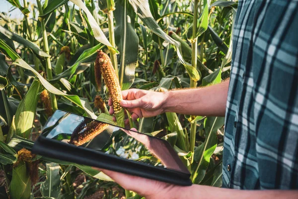 Farmer Vizsgálja Terményeket Digitális Táblagépet Használ Miközben Száraz Kukoricaföldjén Áll — Stock Fotó