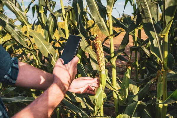 Gazda Száraz Kukoricát Fényképez Miközben Szántóföldjén Áll — Stock Fotó