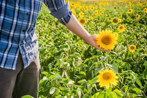 Farmer Holding Examining Beautiful Sunflower His Growing Field — Φωτογραφία Αρχείου