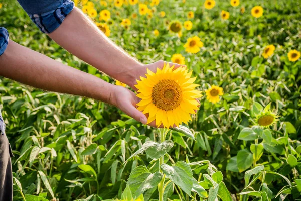 Farmer Showing Successful Bloom Sunflower While Standing His Farm — Φωτογραφία Αρχείου