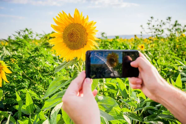 Farmář Fotografování Krásné Slunečnice Zatímco Stojí Jeho Rostoucí Pole — Stock fotografie