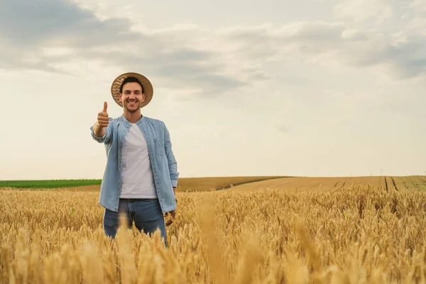 Happy farmer showing thumb up while  standing in his growing wheat field.