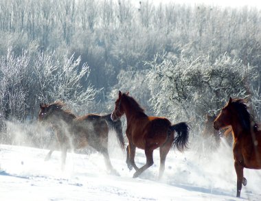 atları flock kar