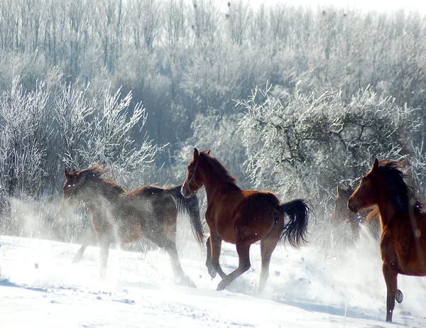Cavalos Rebanho na neve — Fotografia de Stock