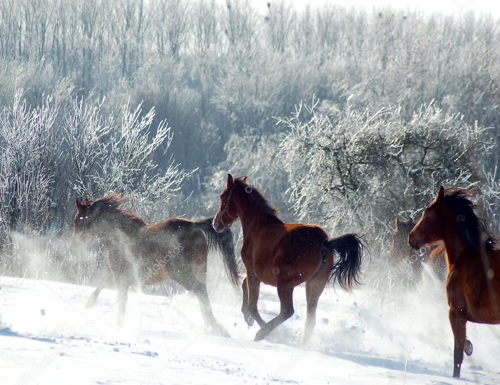Horses Flock in the snow