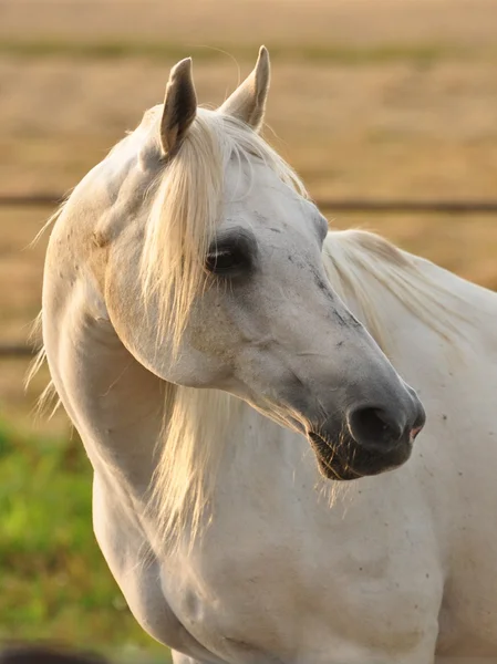 Caballos Ferra yegua gris —  Fotos de Stock