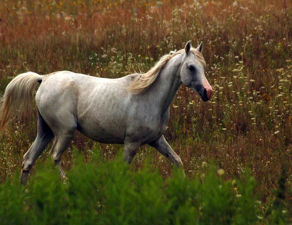 Horse Grey mare Cewa — Stock Photo, Image