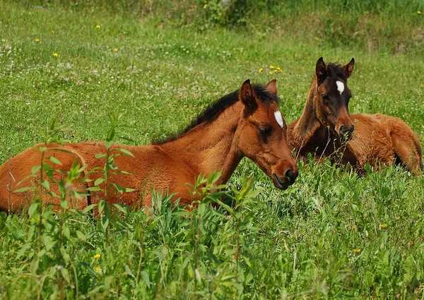 Pferde młode w słońcu — Stockfoto
