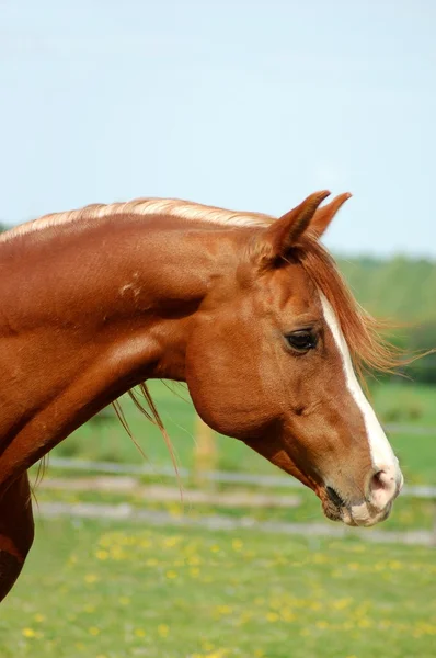 Paard Arabische mameluck 2 — Stockfoto