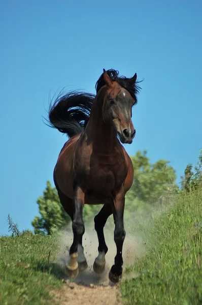 Konie - Horse runs — Stock Photo, Image
