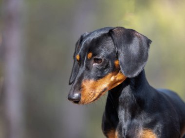 Siyah, kısa saçlı Dachshund Ministura 'nın portresi. Alman safkan köpeği açık havada yanıyor.