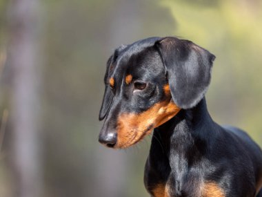 Siyah, kısa saçlı Dachshund Ministura 'nın portresi. Alman safkan köpeği açık havada yanıyor.