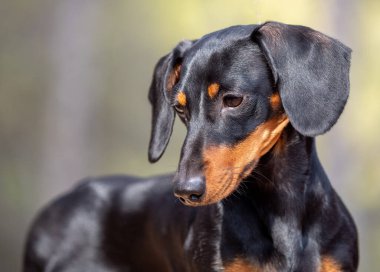 Siyah, kısa saçlı Dachshund Ministura 'nın portresi. Alman safkan köpeği açık havada yanıyor.
