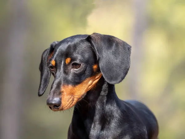 Siyah, kısa saçlı Dachshund Ministura 'nın portresi. Alman safkan köpeği açık havada yanıyor.