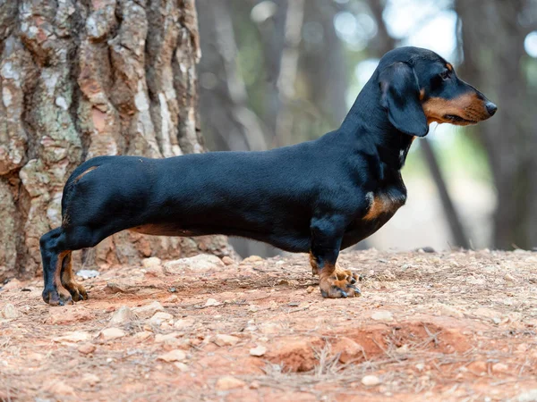 Ritratto Giovane Bassotto Dai Capelli Corti Nero Ministura Cane Razza — Foto Stock