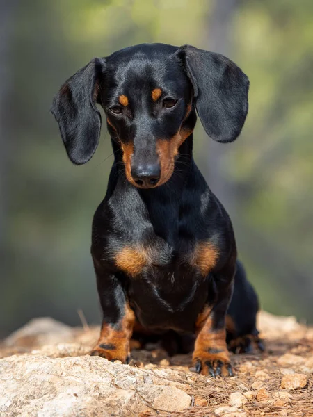 Siyah Kısa Saçlı Dachshund Ministura Nın Portresi Alman Safkan Köpeği — Stok fotoğraf