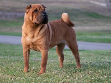 Young purebred brown color Shar Pei dog standing on the grass clipart