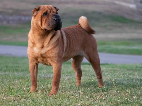 Genç safkan kahverengi renkli Shar Pei köpeği çimlerin üzerinde duruyor.