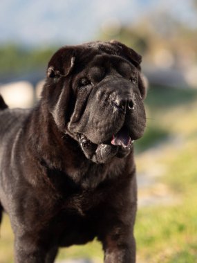Portre başı Shar Pei yetişkin siyah safkan köpek çimlerin üzerinde